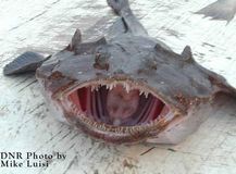 4.���祦���󥢥󥳥���Anglerfish��