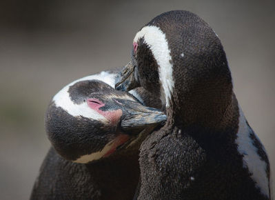 ��֥�֤�ưʪ���åץ�09