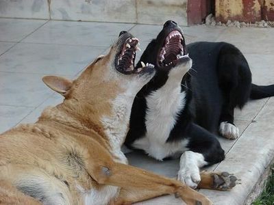 ���󤰤�ȸ��򳫤�������ưʪ����11