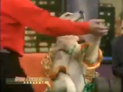 社交ダンス犬