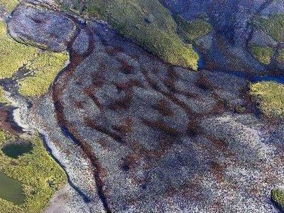大量のペンギンが描き出す模様TOP