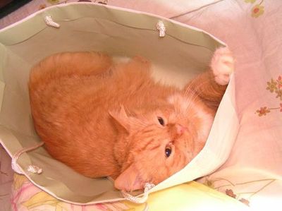 ����������ꤿ����ǭ14