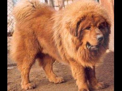ライオンみたいなチベットの犬TOP