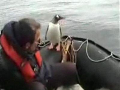ボートの上に逃げてきたペンギン