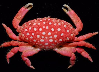 �������Τ褦�ʥ���01