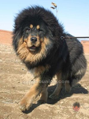 ライオンみたいなチベットの犬03