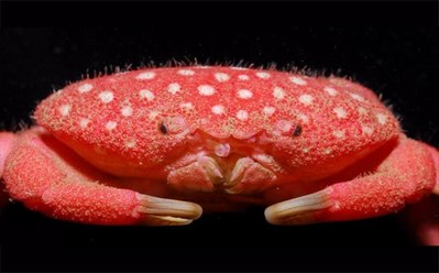 �������Τ褦�ʥ���02