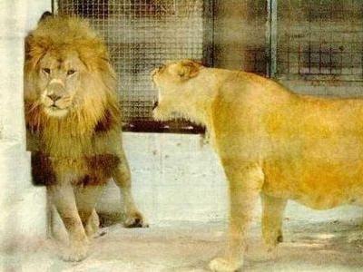 �ˤ�������ʹ�������ʤ������