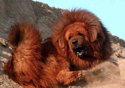 ライオンみたいなチベットの犬11