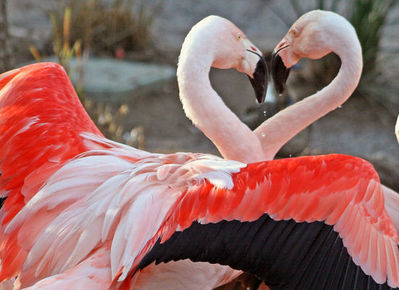 ��֥�֤�ưʪ���åץ�01