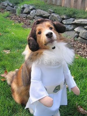 スターウォーズな犬14