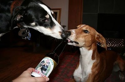 ビール大好き犬11