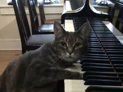 ピアノを弾く猫、ノラ