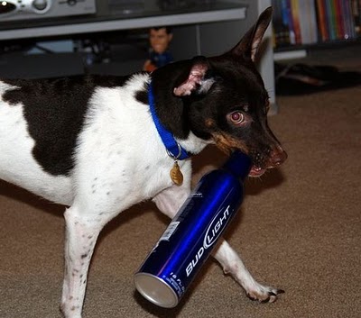 ビール大好き犬10