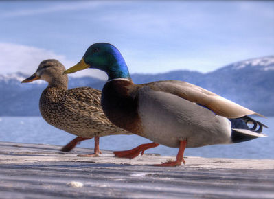 ��֥�֤�ưʪ���åץ�08