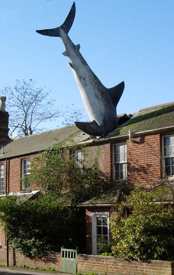 8.Shark on the roof(.�������ͤù��ॵ���