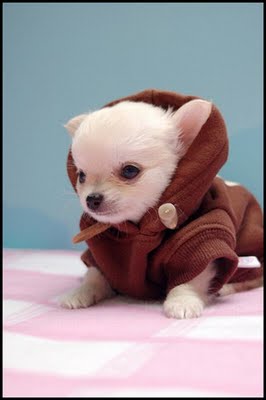 スターウォーズな犬12