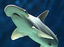 9.�����亮��⥯�����Bonnethead shark��