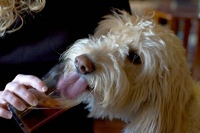ビール大好き犬01