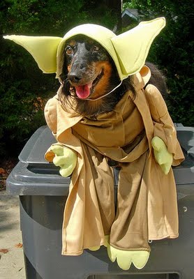 スターウォーズな犬05