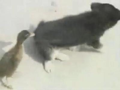 ����ɤ�ưʪ����