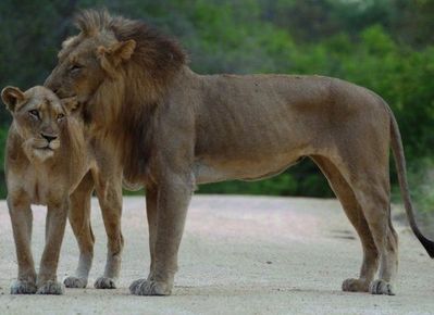 ��֥�֤�ưʪ���åץ�10