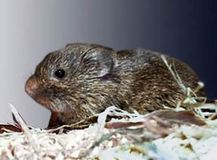 1.�ץ졼�꡼�ϥ��ͥ��ߡ�Prairie Vole��