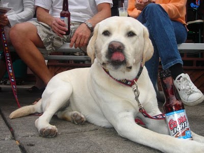 ビール大好き犬04