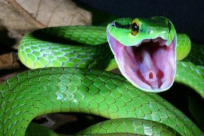 ���󤰤���礢���Ӥ���ưʪ����07