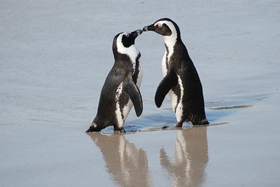 かわいいのは何故なのか ペンギンを愛すべきの理由 ライブドアニュース