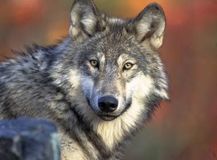 3.ϵ��Wolf��