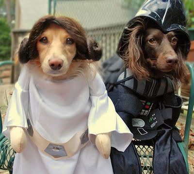 スターウォーズな犬07