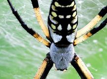 10.���ޥ��饳���ͥ����Argiope aurantia��