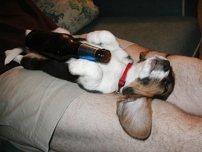 ビール大好き犬07