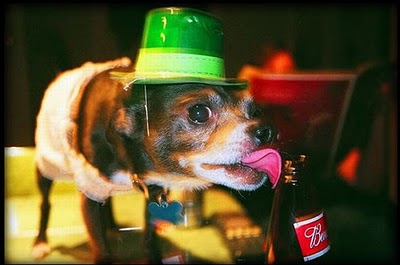 ビール大好き犬12