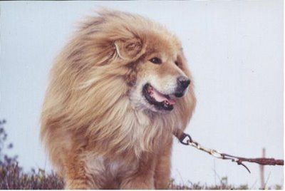 ライオンみたいなチベットの犬10