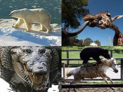 動物の意外な秘密00