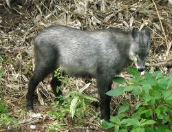 動物の意外な秘密10