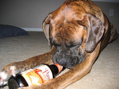 ビール大好き犬09