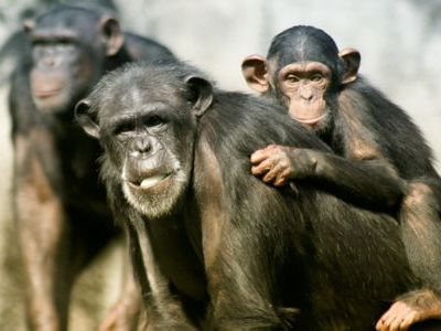 らばQ:仲間の死を嘆き悲しむ<b>チンパンジー</b>たちの心打たれる写真