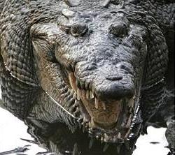 動物の意外な秘密03