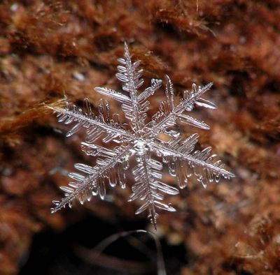 雪の結晶11