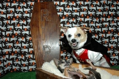 酷い犬のコスプレ12