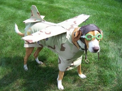 酷い犬のコスプレ11