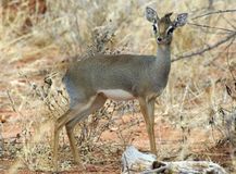 7.���륯�ǥ����ǥ�����Kirk's dik-dik antelope��
