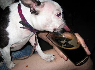 ビール大好き犬03