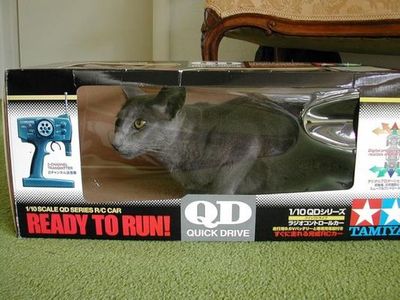 ����������ꤿ����ǭ09