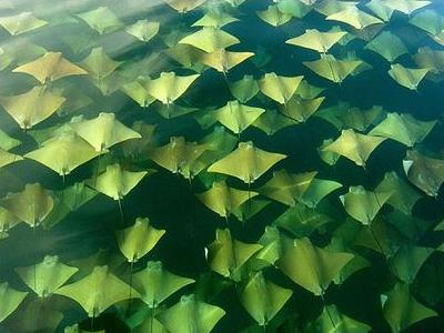 海面を幻想的に埋めつくす黄金のエイの大移動TOP