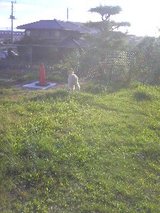 うんち写真