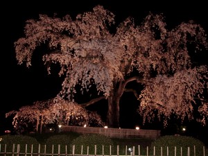 sakura1